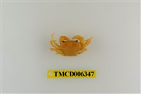 藏品(褶痕厚紋蟹)的圖片